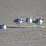 Silbermöwen am Strand