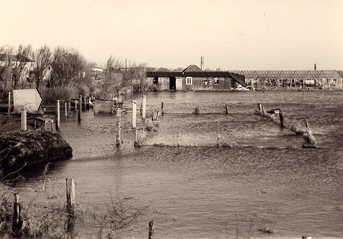 Sturmflut 1962. Gärtnerei im Dorfgroden
