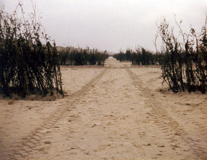 Durchgang in der Buschreihe