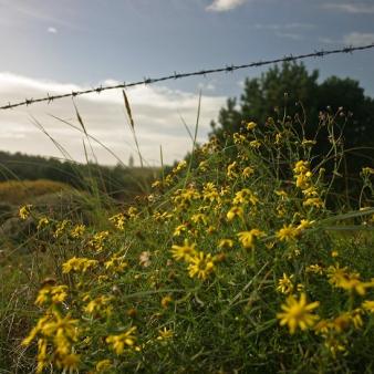 Herbstblumen in den D&uuml;nen. Foto &copy; Erik Kohl 2006