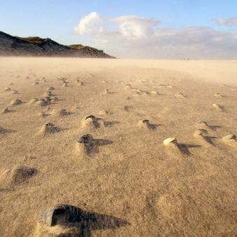 Sandwehen am Oststrand. Foto &copy; Susanne Ansmann 2006