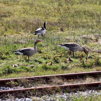 Graugänse mit Küken. Foto © Jennifer Beckmann 2017