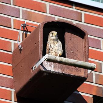 Turmfalke am Schlauchturm. Foto &copy; Jennifer Beckmann 2017