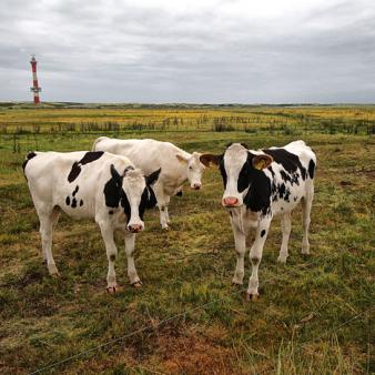K&uuml;he im Westinnengroden. Foto &copy; Jennifer Beckmann 2020