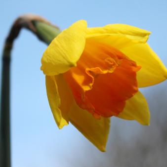 Gelb-orangefarbene Narzissenbl&uuml;te. Foto &copy; Erik Kohl 2021