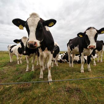 Kühe im Westgroden. Foto © Jennifer Beckmann (2020) Kühe im Westgroden. Foto © Jennifer Beckmann 2020