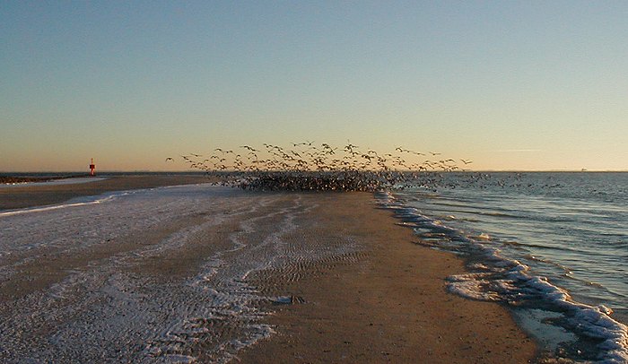 Vögel am Weststrand