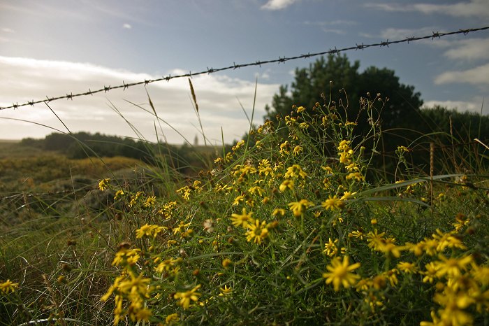 Herbstblumen in den Dünen