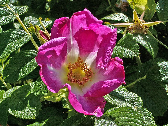 Blühende Kartoffelrose