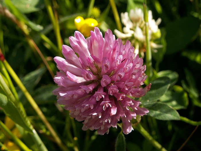 Wiesenklee