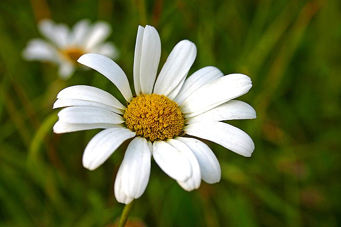 Margerite