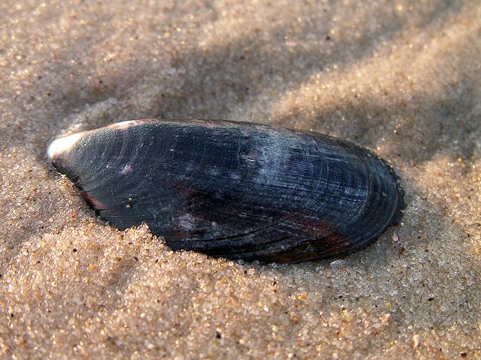 Miesmuschel