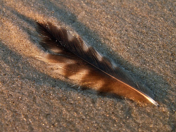 Vogelfeder
