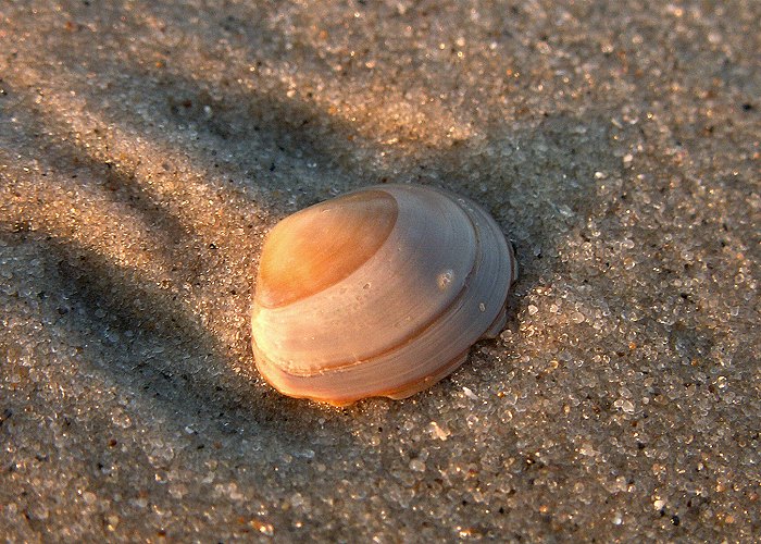 Tellmuschel