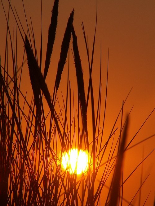 Dünengras mit Sonnenuntergang