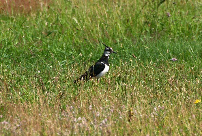 Ein Kiebitz im Gras