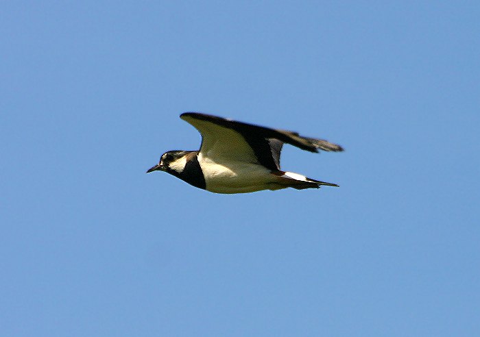Kiebitz im Flug