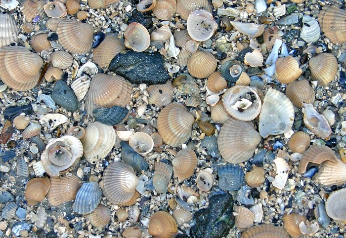 Muscheln