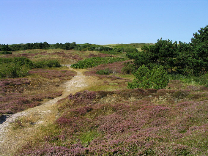 Wangerooger Heidedünengelände