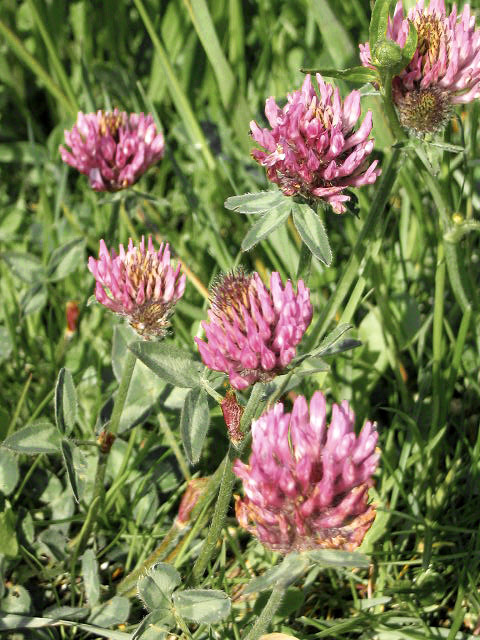 Wiesenklee am Deich