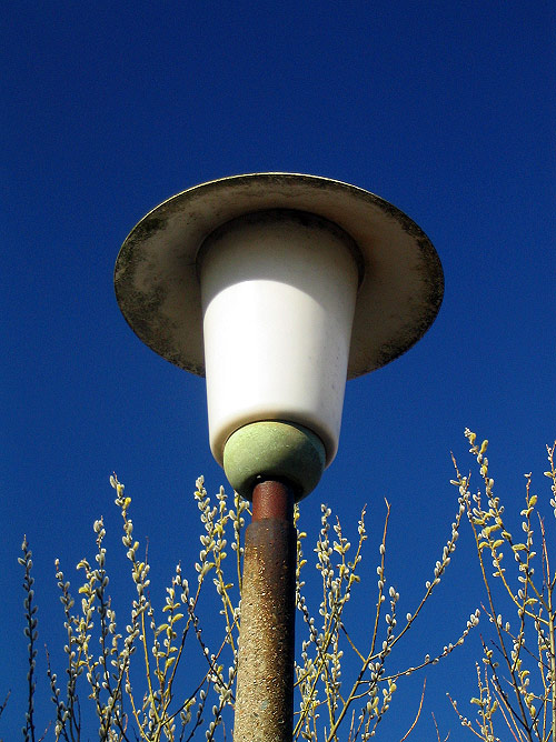 Straßenlaterne und Weidenkätzchen