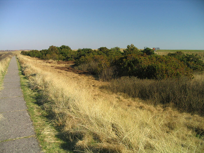 Kiefernwäldchen am Westgrodendeich