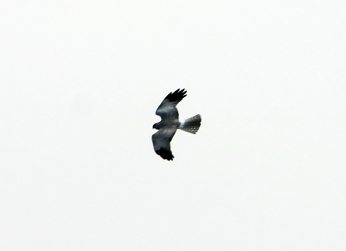 Kornweihe im Suchflug