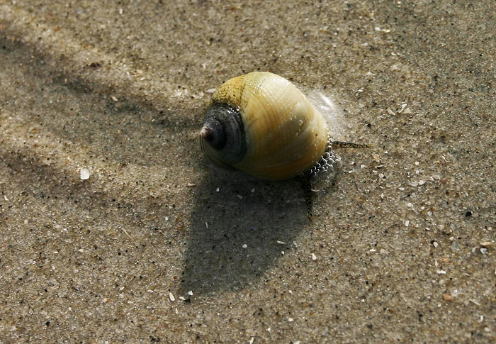 Strandschnecke in voller Fahrt