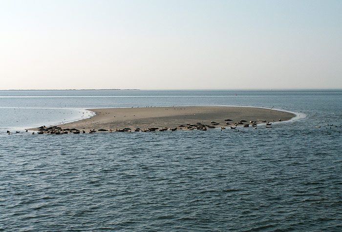 Seehundsbank »Eversand«