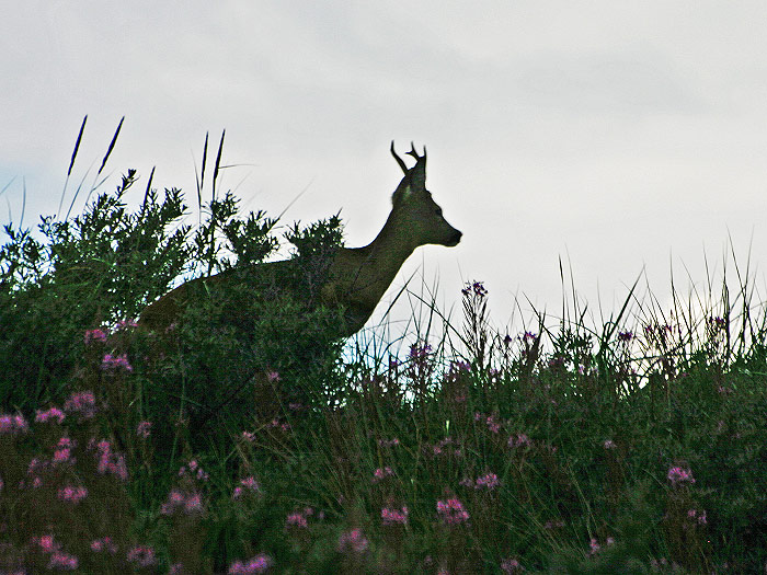 Rehbock in den Ostdünen