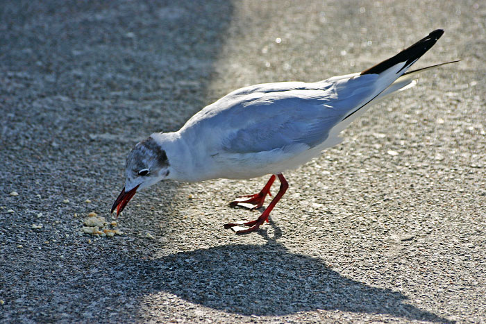 Lachmöwe auf der Strandmauer