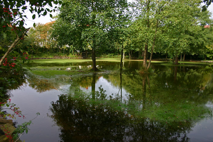 Wasser im Steingarten