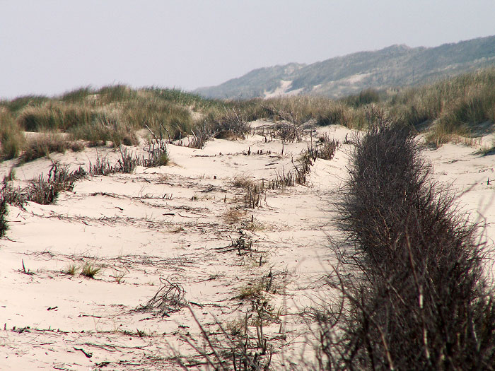 Alte Buschreihen in den Dünen