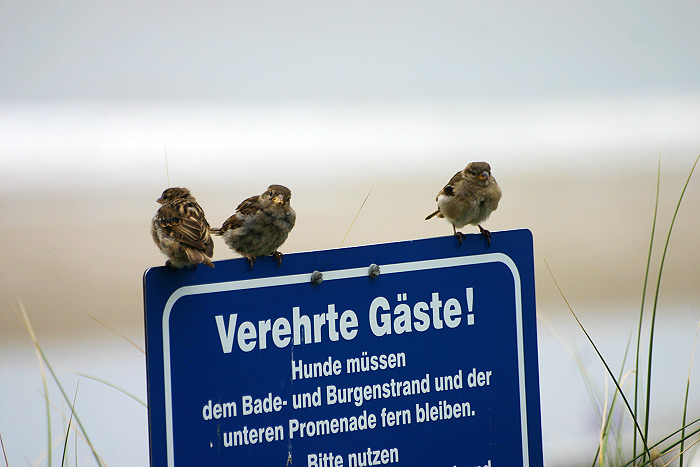 Inselspatzen an der Strandpromenade