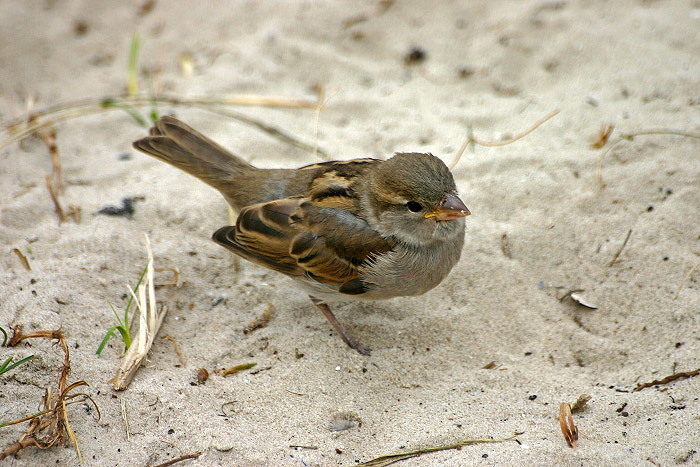 Spatz im Dünensand