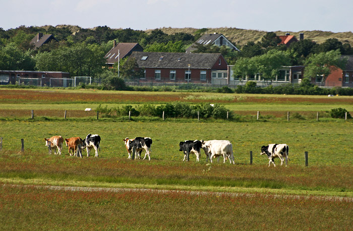 Rinder im Gänsemarsch