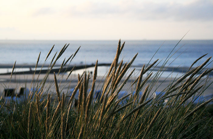 Dünengras am Hauptstrand