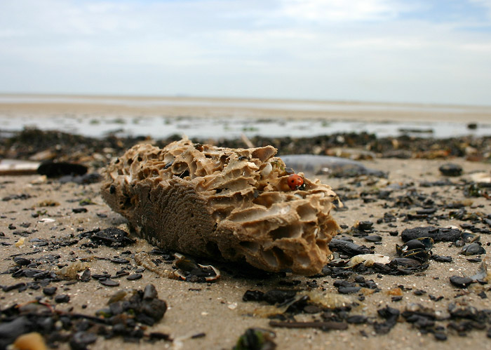 Marienkäfer im Strandgut
