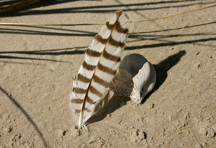 Feder im Dünensand