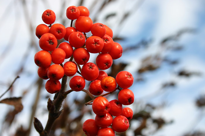 Vogelbeeren