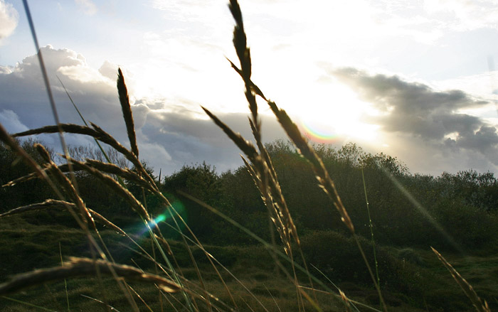 Gras im Gegenlicht