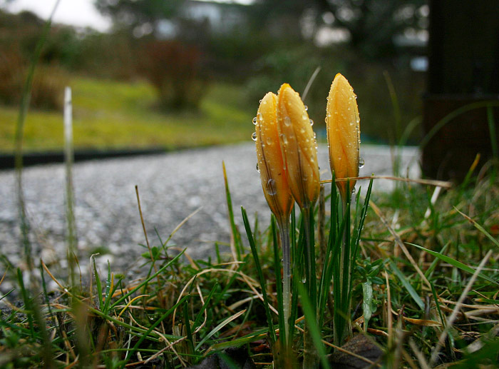 Gelbe Krokusse