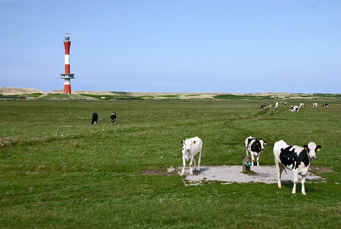 Kuhweide im Westen