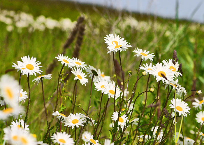 Margeriten am Deich