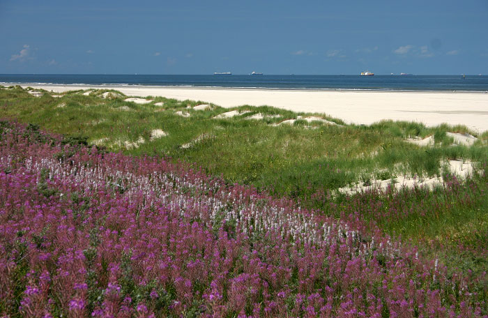 Ostdünen und -strand
