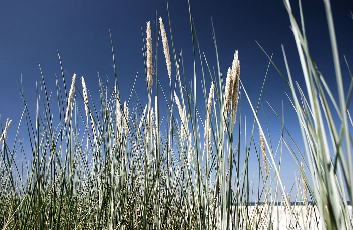Strandhafer