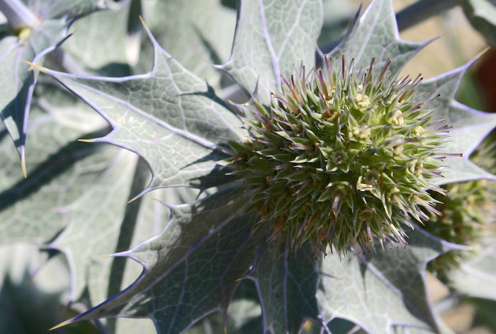 Blüte der Stranddistel