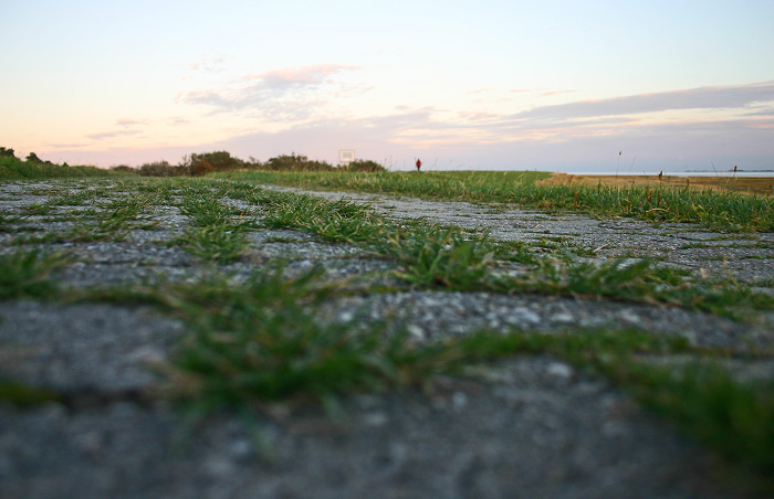 Bewachsener Weg