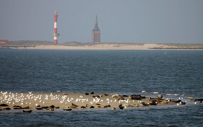 Seehundsbank