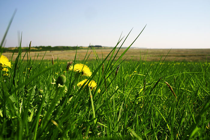 Frühlings-Ostgrodendeich